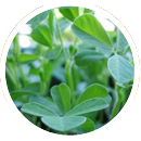 Fenugreek, being botanically called as Trigonella foenum-graecum is also known as “Methi” in Hindi. ...